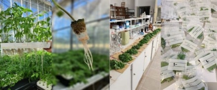 Uloga magnezija u ishrani rajčice: integrativni pristup (InToMag)