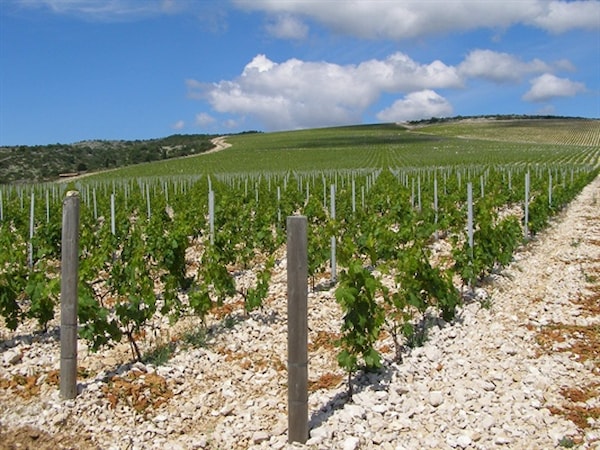 Ekološka proizvodnja u maslinarstvu srednje Dalmacije