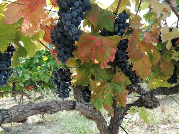 Decoding interplay between grapevine pathogenic and beneficial microorganisms using multi-omics approach: From transcriptome to metabolome