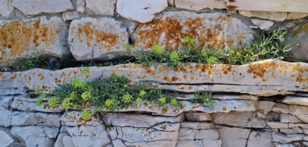 Optimization of Sea Fennel (Crithmum maritimum L.) Cultivation with Monitoring of Plant Responses and Development of High-Quality Extracts Using Innovative Extraction Methods